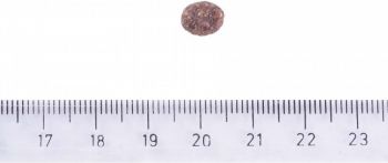 Сухий корм Brit Care Hypoallergenic для дорослих собак дрібних порід ягня 7кг (8595602566150) | Фото 2