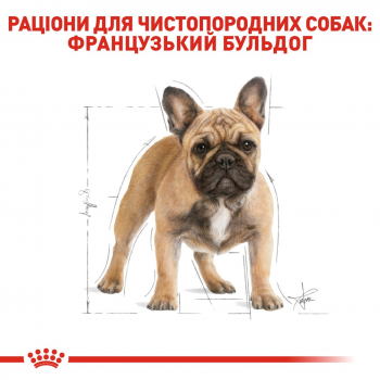 Сухий корм для собак породи Французький бульдог Royal Canin French Bulldog Adult 1.5кг Сухий корм для собак породи Французький бульдог Royal Canin French Bulldog Adult 1.5кг | Фото 8