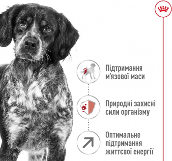 Сухий корм для собак Royal Canin Medium Adult 7+ середніх порід старше 7 років 4кг (3182550708203) Сухий корм для собак Royal Canin Medium Adult 7+ середніх порід старше 7 років 4кг (3182550708203) | Фото 4