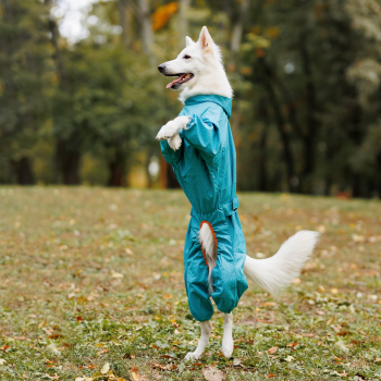 Дощовик Pet Fashion «Rain» для собак, розмір XL, бірюза (4823082425761) Дощовик Pet Fashion «Rain» для собак, розмір XL, бірюза (4823082425761) | Фото 6