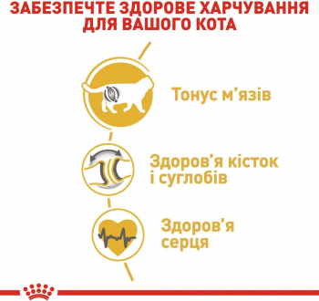 Сухий корм для котів породи Британська короткошерста Royal Canin British Shorthair Adult 4кг (3182550756440) Сухий корм для котів породи Британська короткошерста Royal Canin British Shorthair Adult 4кг (3182550756440) | Фото 3