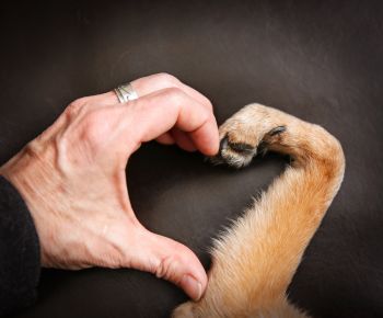 Brit Premium Dog Adult S з куркою 3 kg (8595602526291) | Фото 1