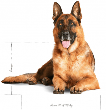 Сухий корм для собак Royal Canin Maxi Ageing 8+ великих порід віком від 8 років 15кг (3182550803113) Сухий корм для собак Royal Canin Maxi Ageing 8+ великих порід віком від 8 років 15кг (3182550803113) | Фото 7