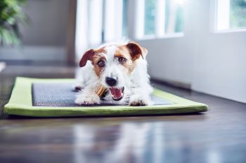 Ласощі для собак малих порід Purina DentaLife 115 г (7613035379817) Ласощі для собак малих порід Purina DentaLife 115 г (7613035379817) | Фото 6