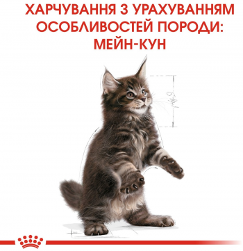 Сухий корм для кошенят породи Мейн-Кун Royal Canin Mainecoon Kitten 400г (3182550770941) Сухий корм для кошенят породи Мейн-Кун Royal Canin Mainecoon Kitten 400г (3182550770941) | Фото 3
