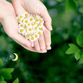 Гігієнічні прокладки NATURELLA Ultra Night, 14 шт (8001090585394) | Фото 4