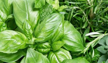 LADOR Herbalism, 400 мл (8809181931835) | Фото 5