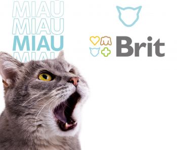 Сухий корм для кішок Brit VetDiets при надмірній вазі та ожирінні з куркою та горохом 0,4 кг (8595602528486) Сухий корм для кішок Brit VetDiets при надмірній вазі та ожирінні з куркою та горохом 0,4 кг (8595602528486) | Фото 3