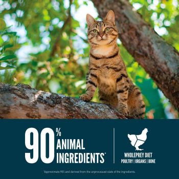 Сухий корм для кішок на всіх стадіях життя Orijen Guardian 8 з м`ясом риби та птиці 4,5 кг (o71893) Сухий корм для кішок на всіх стадіях життя Orijen Guardian 8 з м`ясом риби та птиці 4,5 кг (o71893) | Фото 2